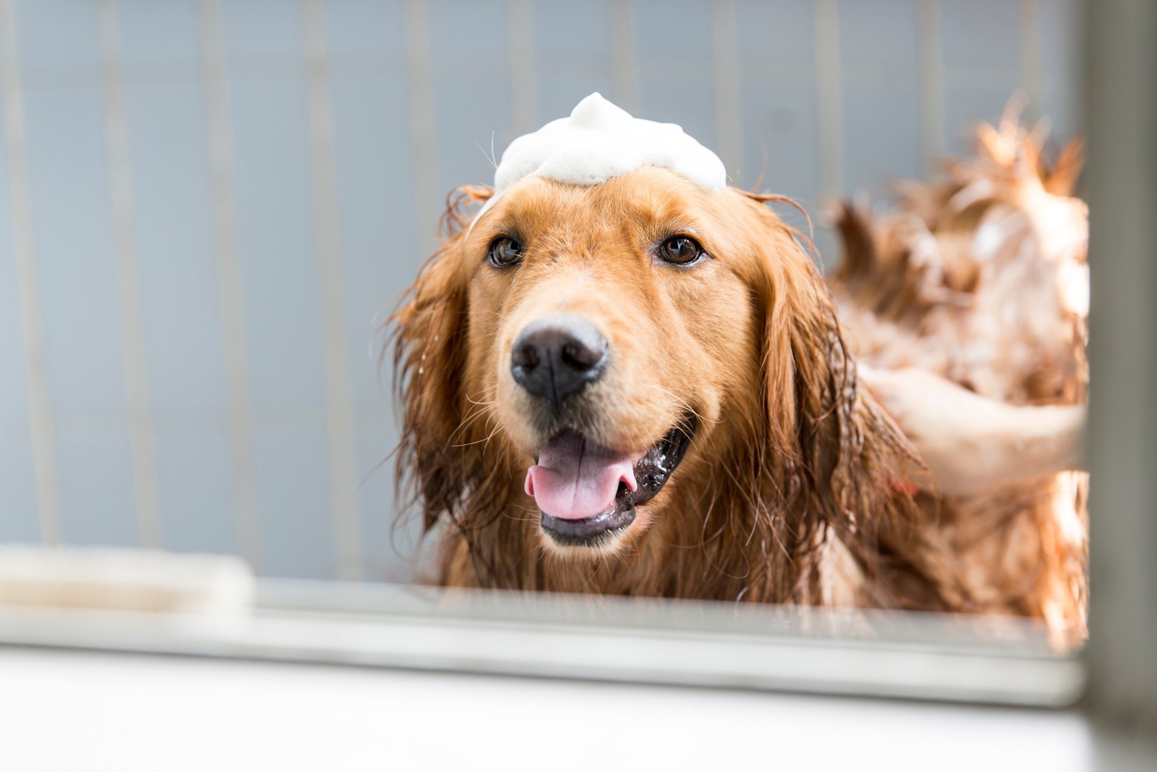 The golden retriever taking a bath